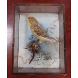 TAXIDERMY: A CASED YELLOWHAMMER