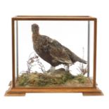 Taxidermy grouse housed in a display case, 33.5cm H x 43cm W x 28cm D