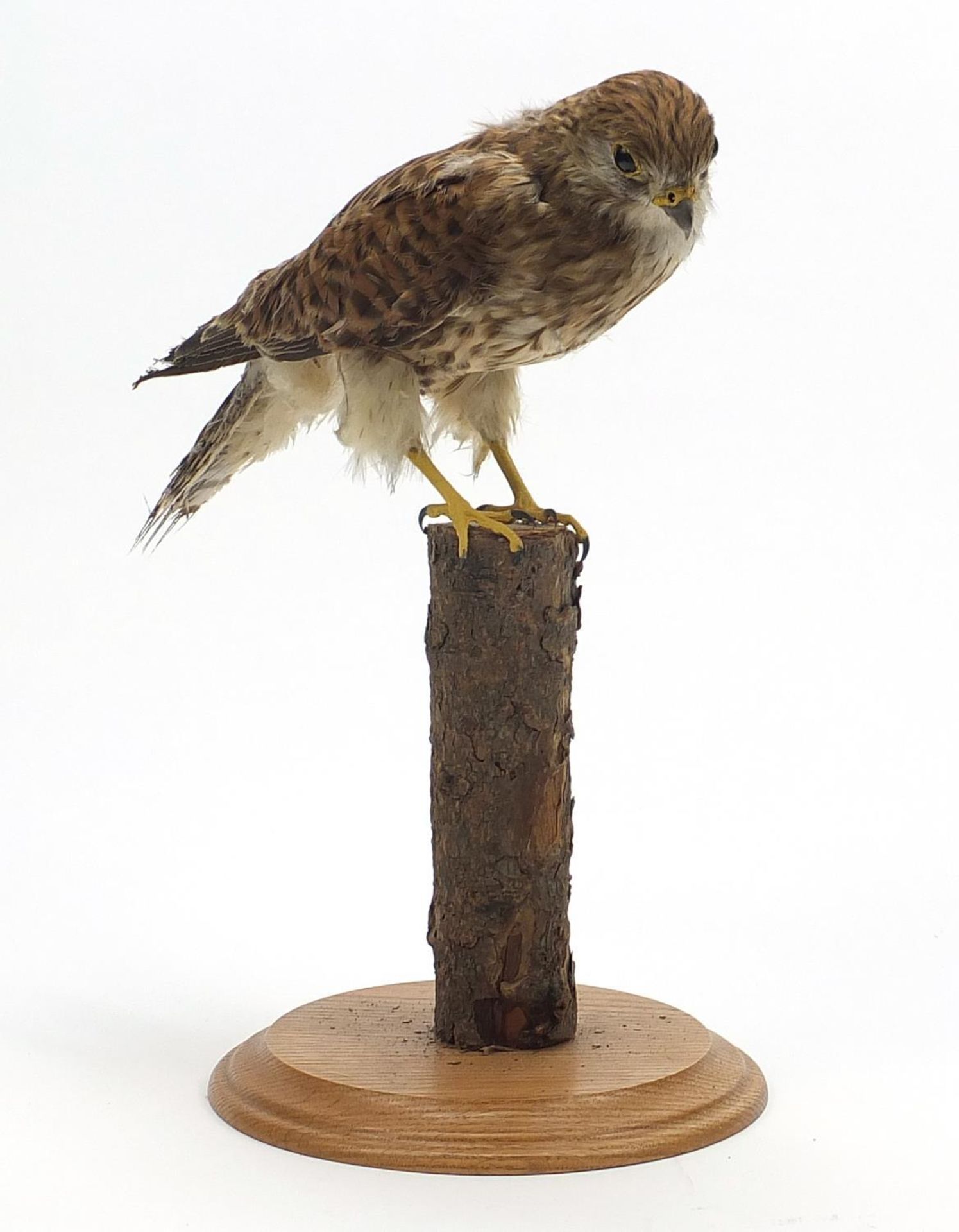 Taxidermy kestrel raised on a branch and oak plinth base, 37cm high