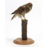 Taxidermy kestrel raised on a branch and oak plinth base, 37cm high