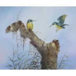 Two kingfishers, oil on canvas, bearing an indistinct signature, possibly C Jaffance, framed, 60cm x