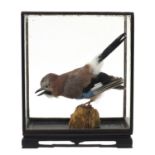 Taxidermy jay housed in an ebonised display case, 38cm H x 30.5cm W x 18cm D