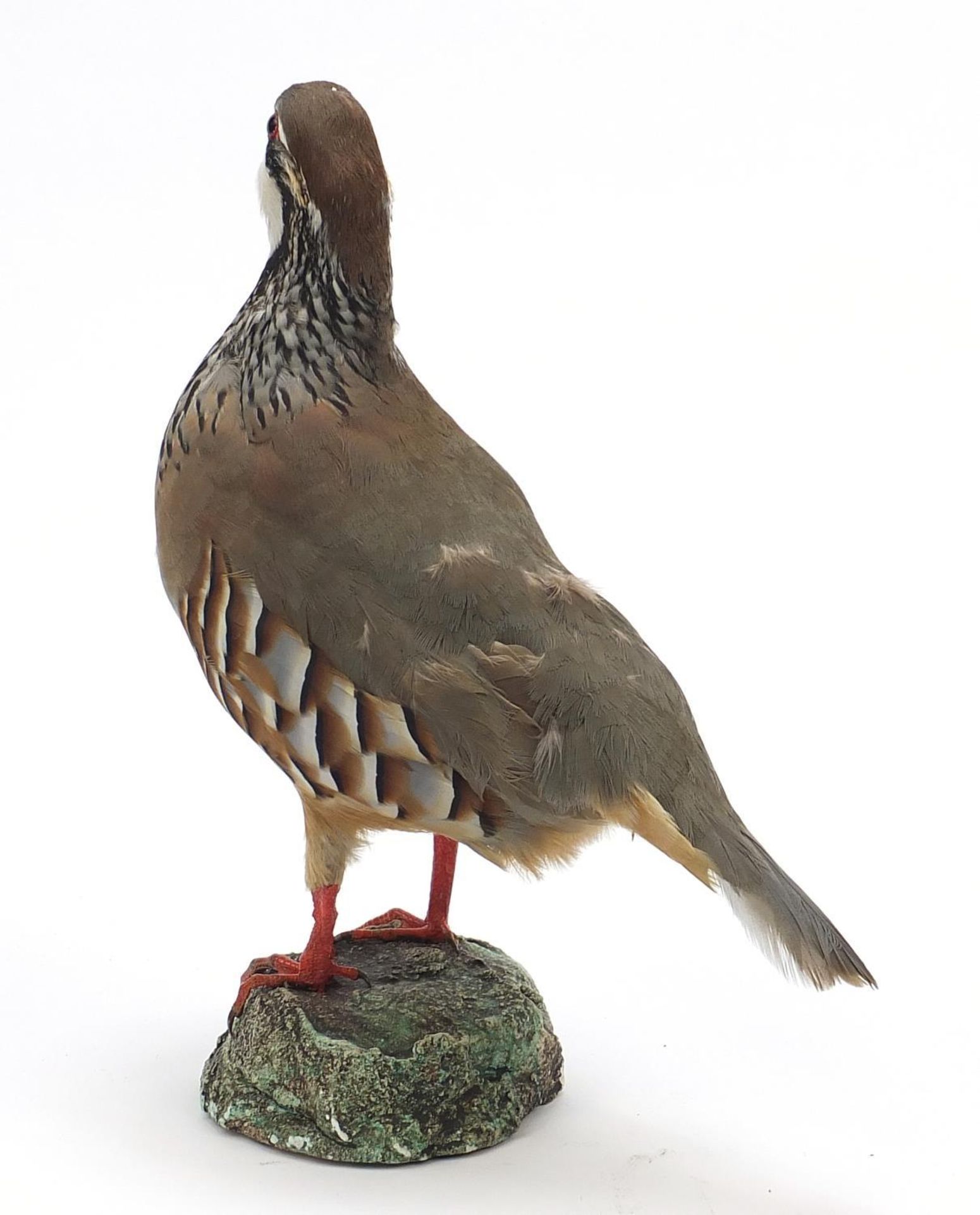 Taxidermy Red Legged partridge on a naturalistic base, 29.5cm high - Image 2 of 2