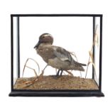 Taxidermy Garganey duck housed in a glazed display case, 32.5cm H x 35.5cm W x 23cm D