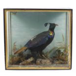 Taxidermy Himalayan Monal pheasant preserved by William Thompson, housed in an ebonised and glazed