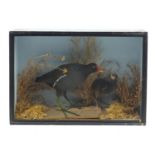 Taxidermy moorhen with chick, housed in an ebonised display case with foliage, 33cm H x 48.5cm W x