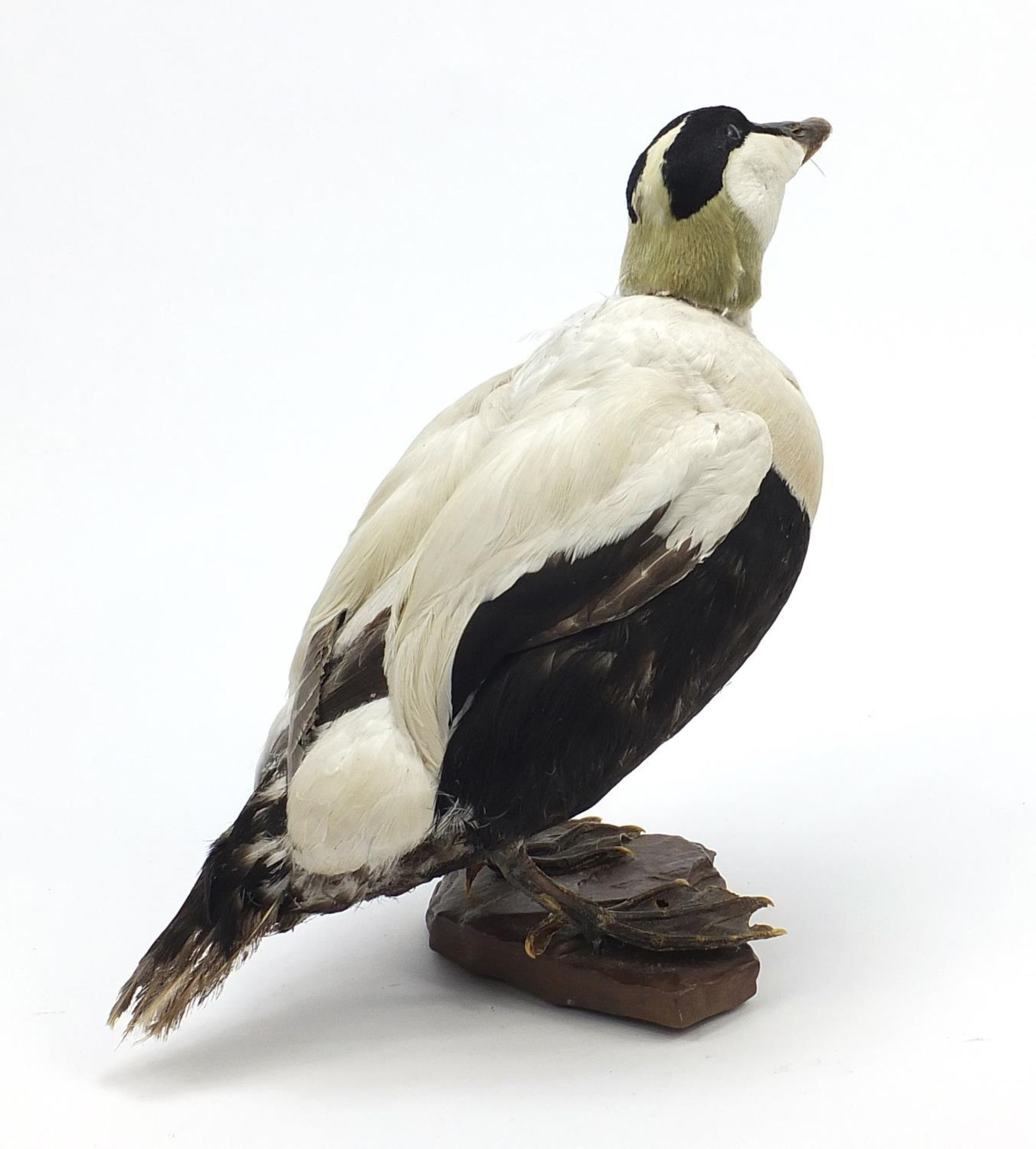 Taxidermy Black Bellied Whistling duck on naturalistic stand, 36cm high - Image 2 of 2