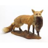 Taxidermy fox with pheasant raised on a naturalistic base, 80cm in length