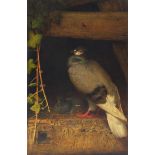 William James Webb 1869 - Two pigeons, 19th century oil on panel board, stamped 370AX and paper
