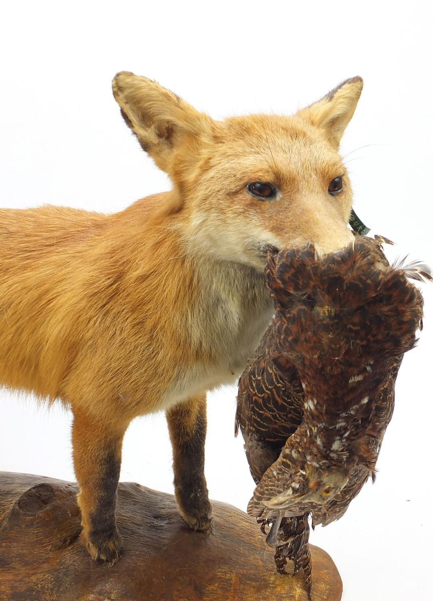 Taxidermy fox with pheasant raised on a naturalistic base, 80cm in length - Image 2 of 3