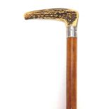 Horn handled malacca walking stick with silver collar, 86.5cm high