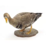 Taxidermy Greylag goose with naturalistic base, 60cm in length