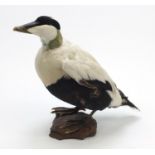 Taxidermy Black Bellied Whistling duck on naturalistic stand, 36cm high