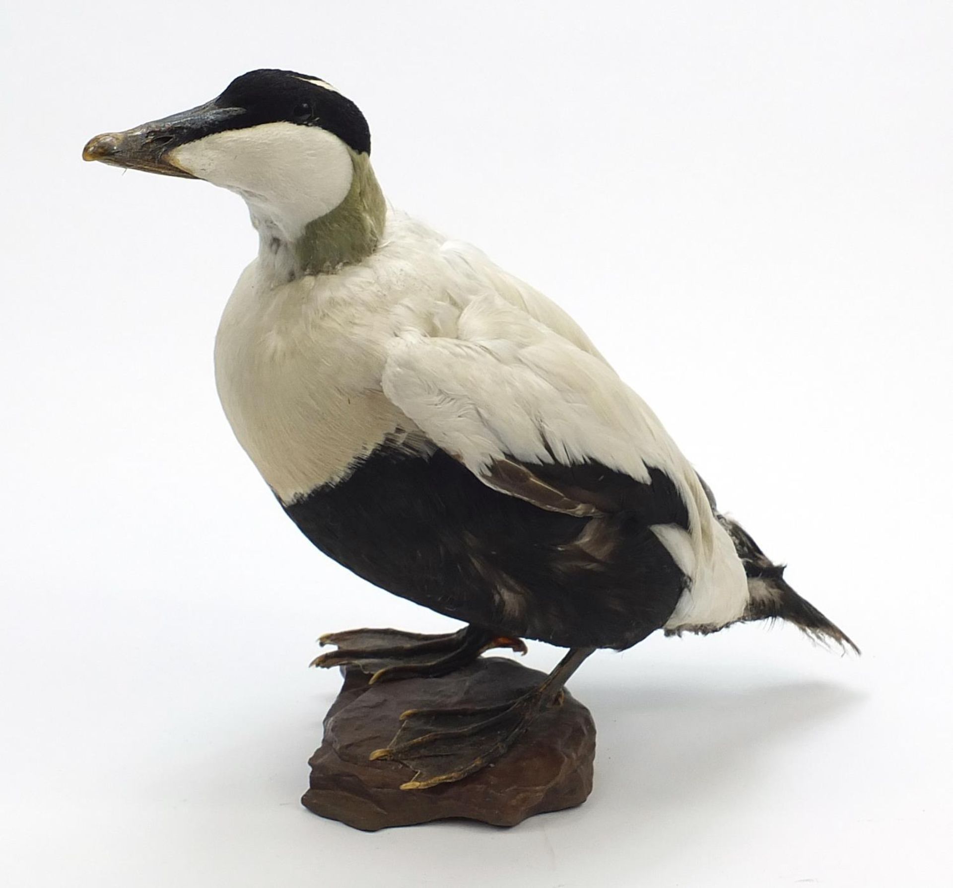 Taxidermy Black Bellied Whistling duck on naturalistic stand, 36cm high