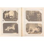 Collection of erotic and fetish postcards arranged in an album