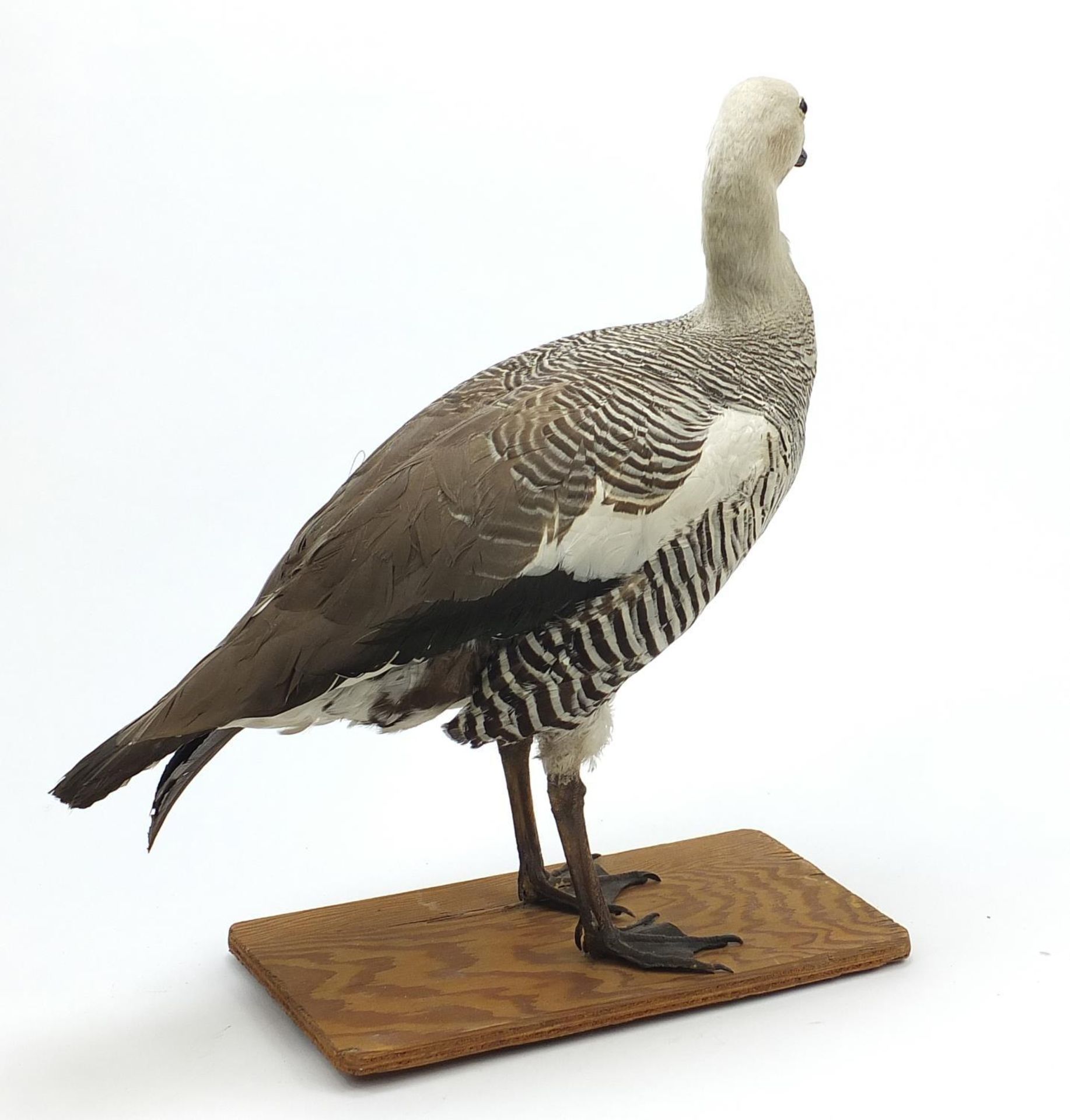 Taxidermy Upland Goose raised on a wooden base, 51cm high - Image 2 of 2