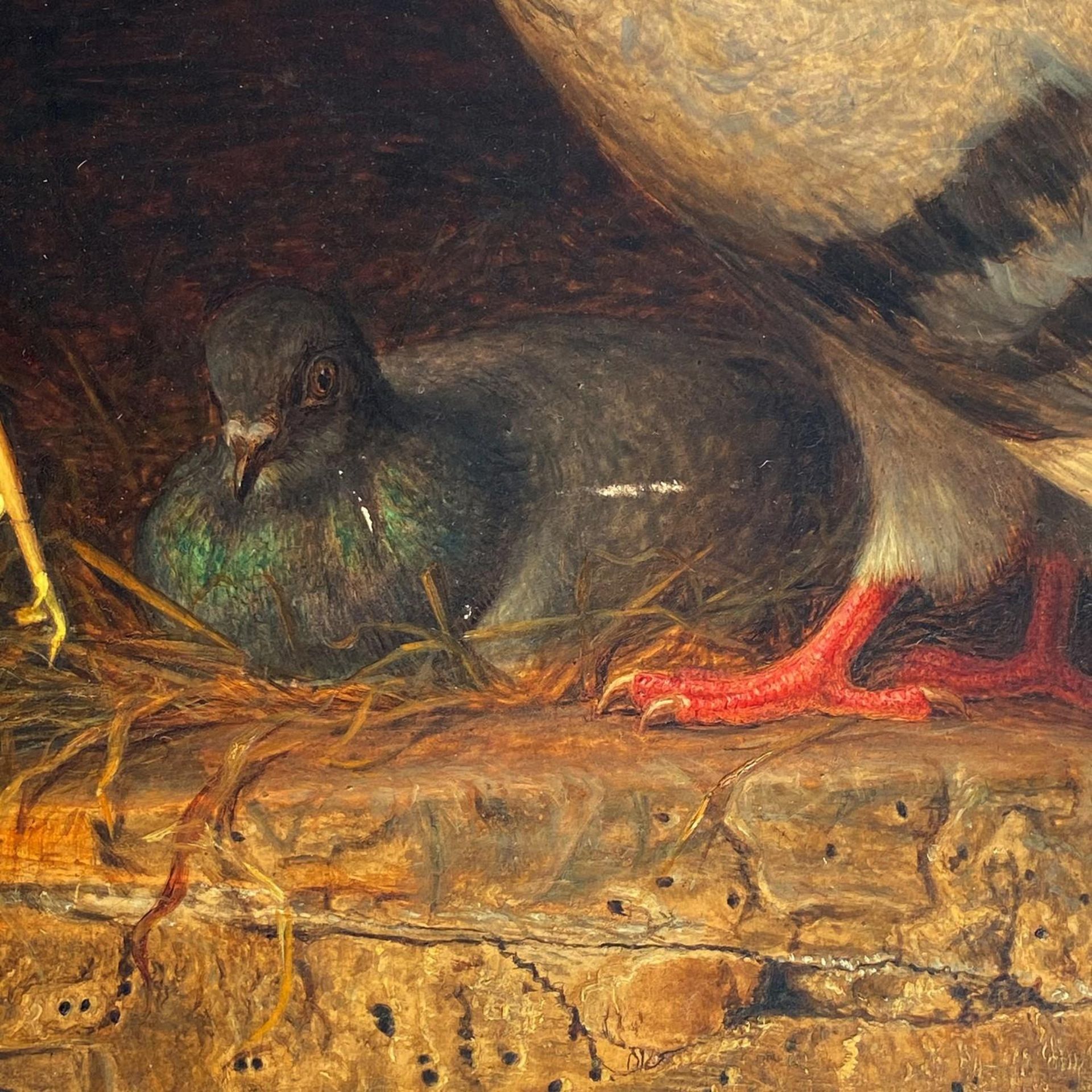 William James Webb 1869 - Two pigeons, 19th century oil on panel board, stamped 370AX and paper - Image 4 of 10