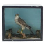 Taxidermy buzzard housed in an ebonised display case with foliage, 40cm H x 45.5cm W x 24cm D