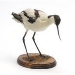 Taxidermy Stilt Sandpiper with oak plinth base, 27cm high