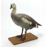 Taxidermy Upland Goose raised on a wooden base, 51cm high
