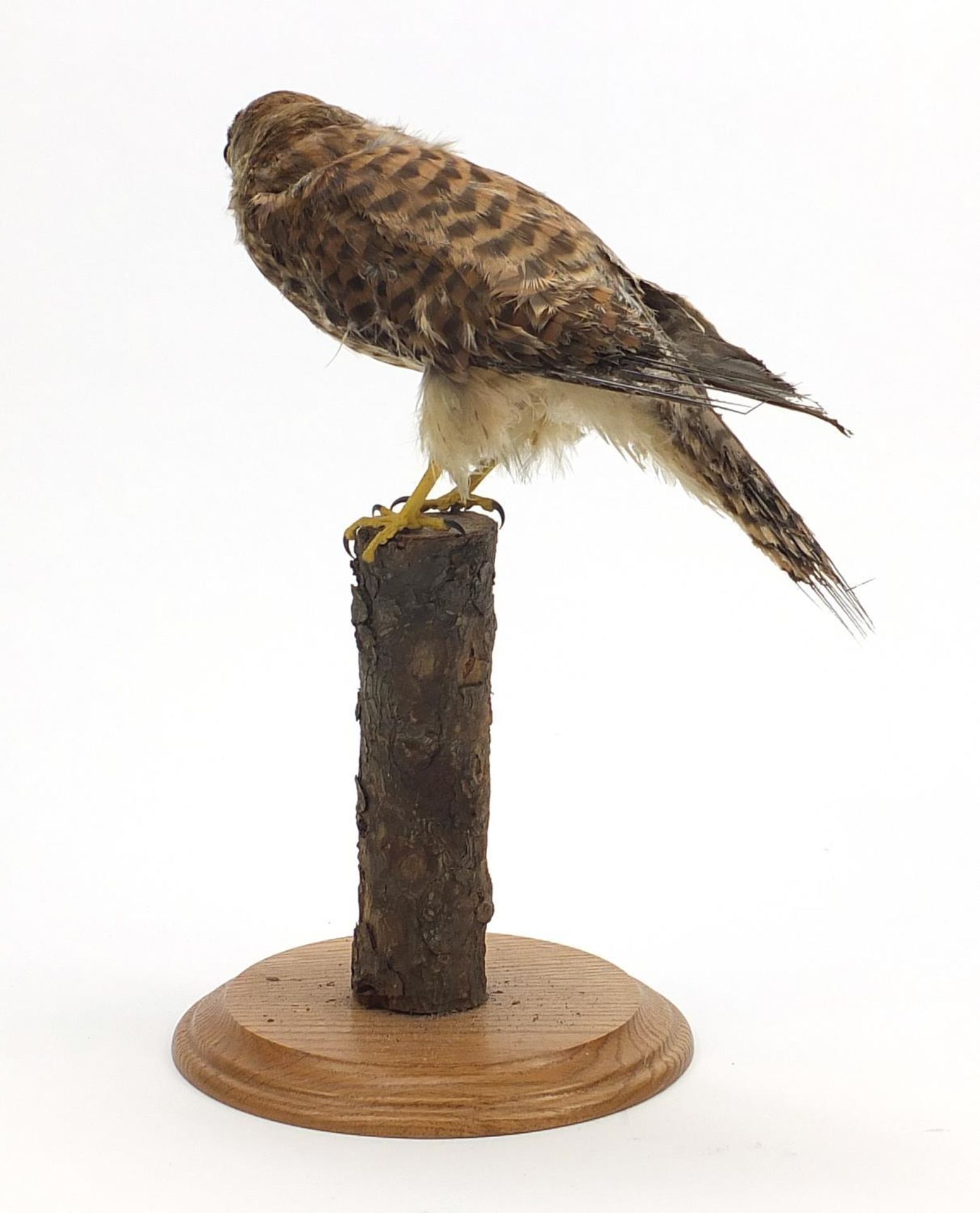 Taxidermy kestrel raised on a branch and oak plinth base, 37cm high - Image 3 of 3
