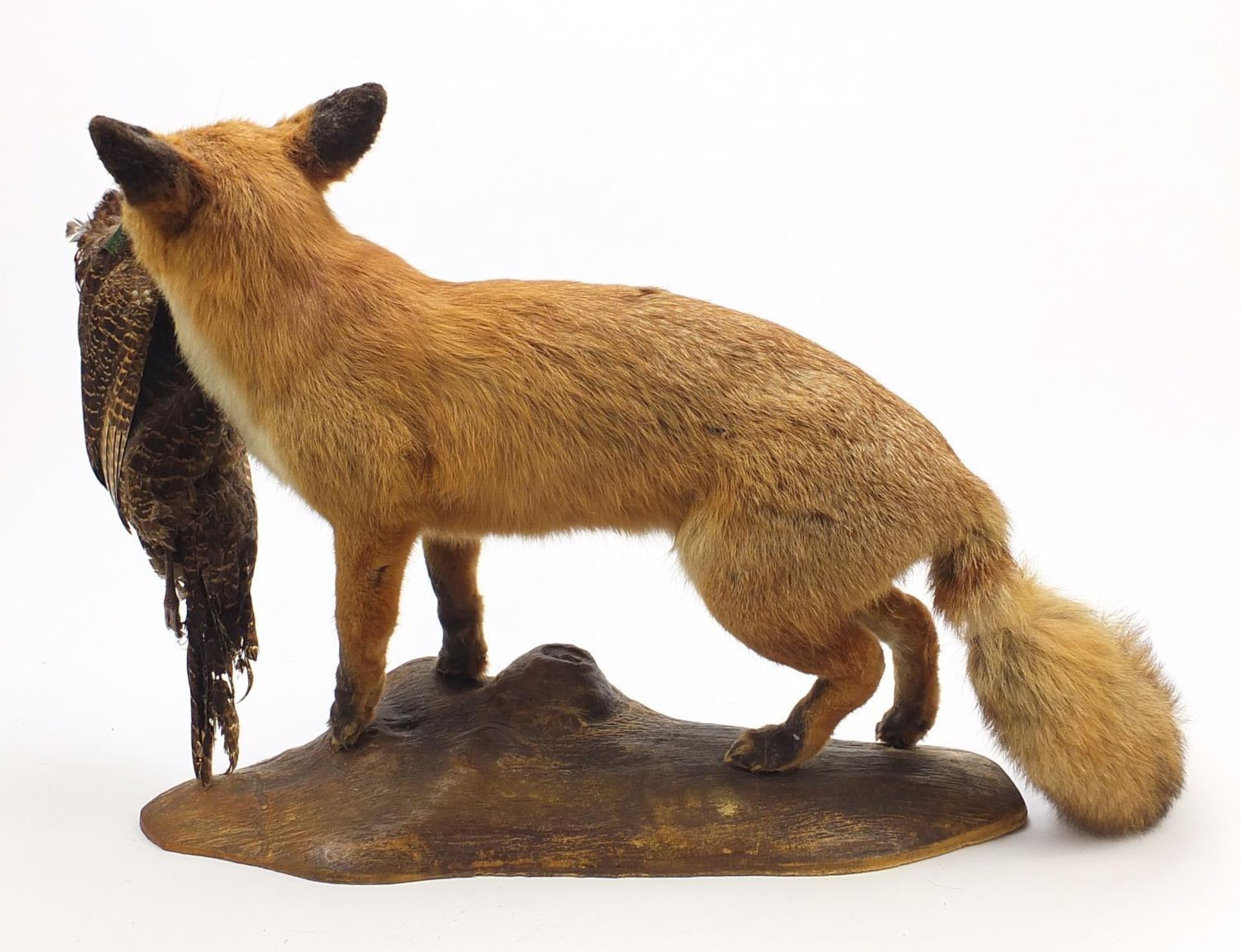 Taxidermy fox with pheasant raised on a naturalistic base, 80cm in length - Image 3 of 3