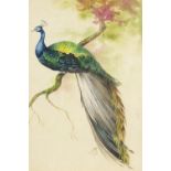 Peacock on a branch, watercolour, mounted, framed and glazed, 25.5cm x 17.5cm, excluding the mount