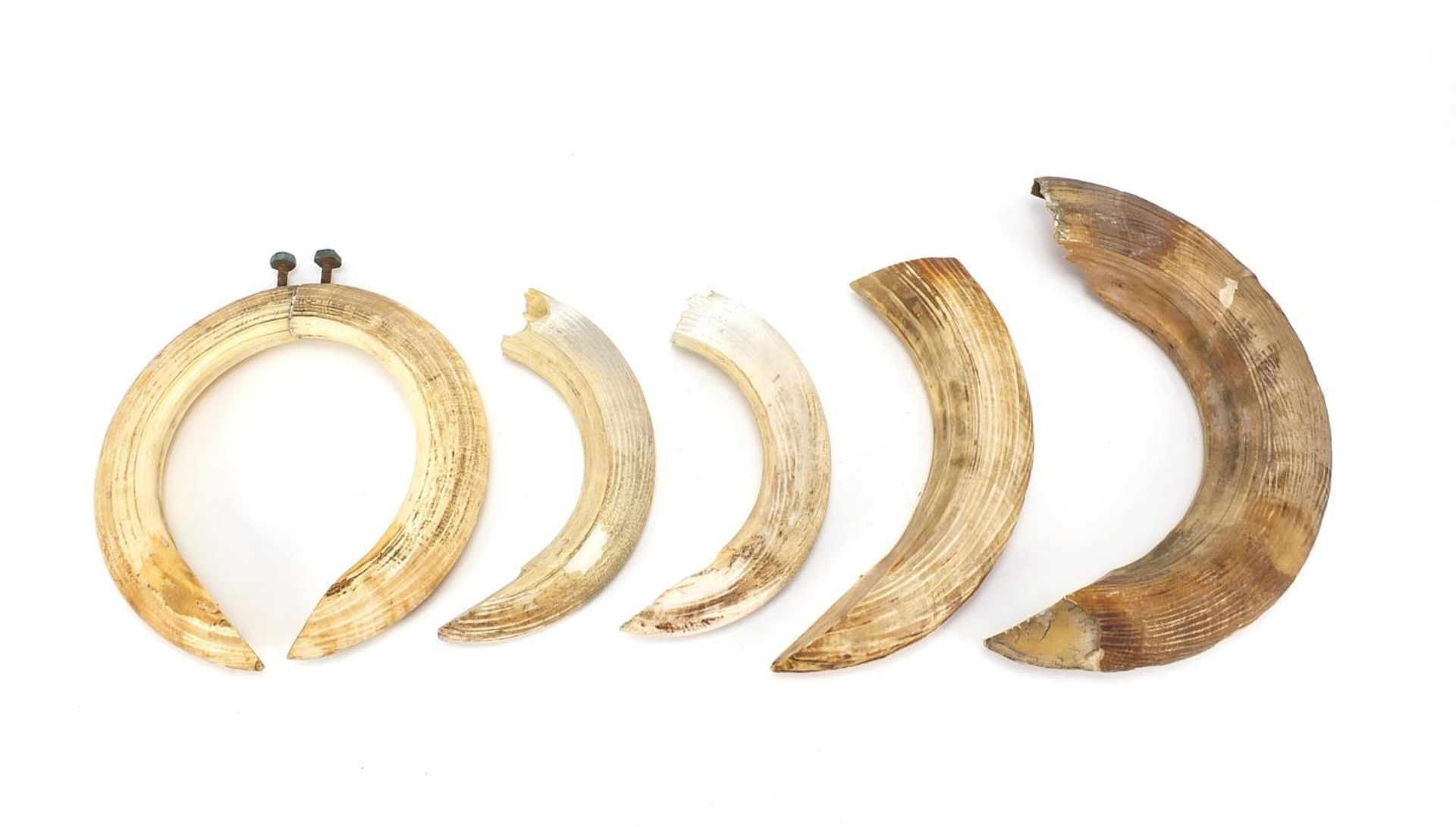 Six hippopotamus ivory teeth, the largest 33.5cm in length : - Image 4 of 6