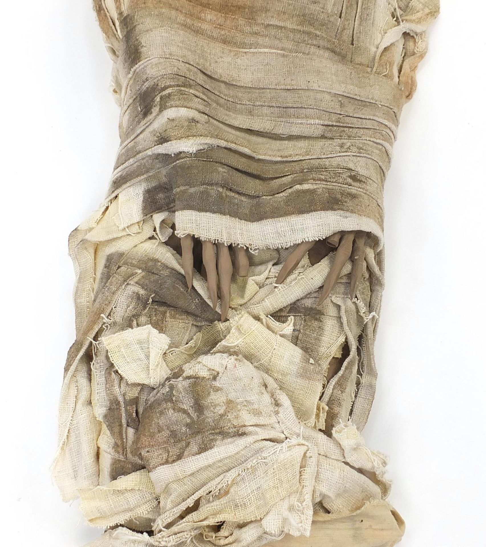 Large model of a Mummy, 205cm in length : - Image 3 of 5