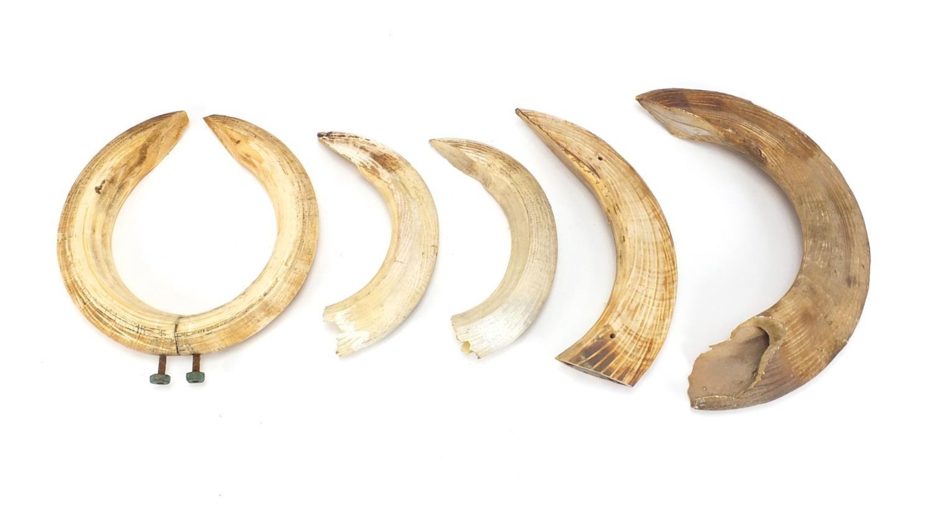 Six hippopotamus ivory teeth, the largest 33.5cm in length :