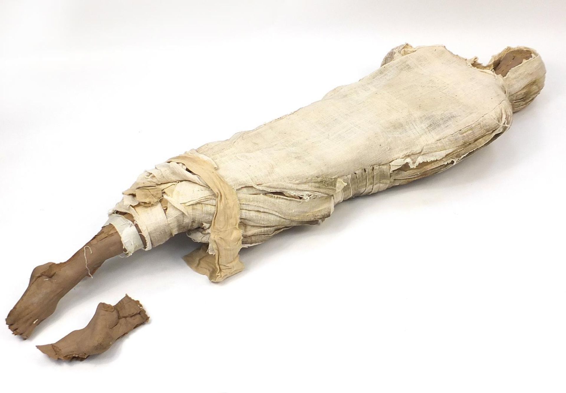 Large model of a Mummy, 205cm in length : - Image 5 of 5