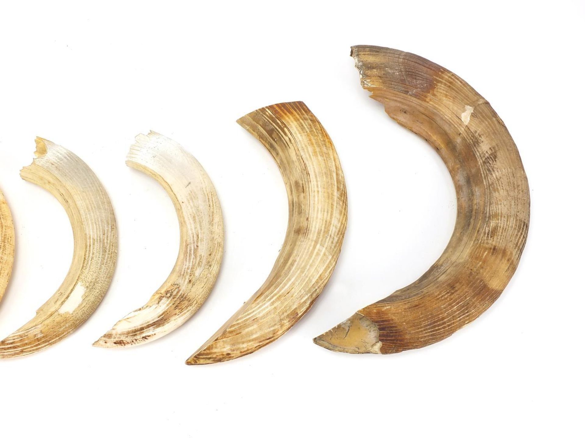 Six hippopotamus ivory teeth, the largest 33.5cm in length : - Image 6 of 6