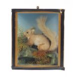 Victorian taxidermy red squirrel housed in an ebonised display case, 35.5cm H x 30cm W x 14cm D :