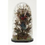 Victorian taxidermy display of eight exotic birds housed under a glazed dome, 56cm high :