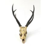 Taxidermy interest stag's skull with antlers, 90cm high :