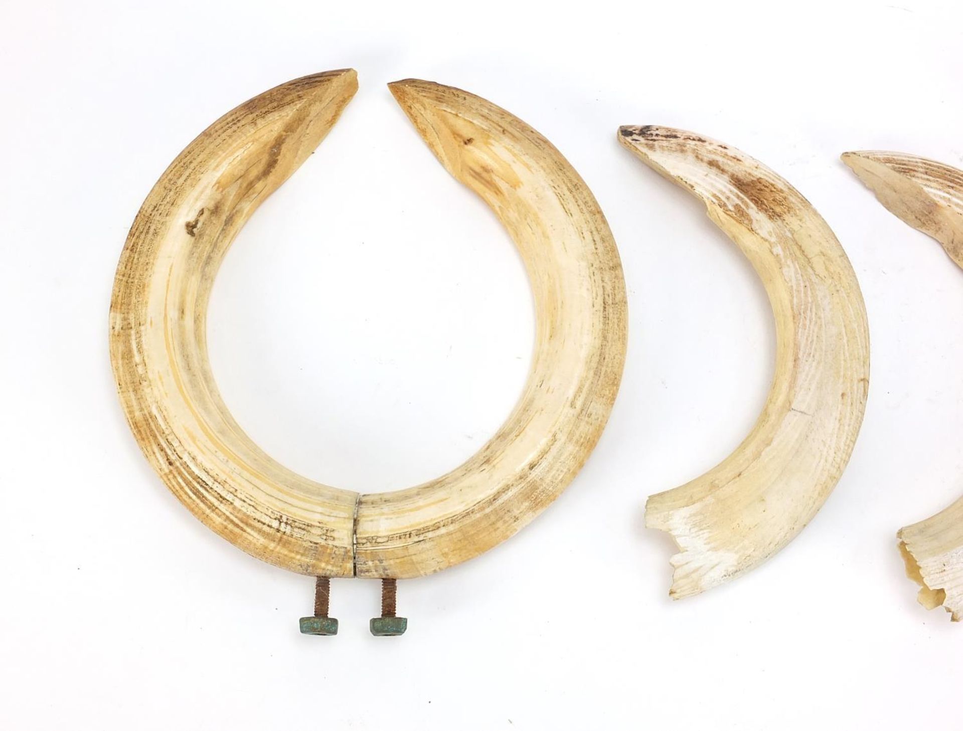 Six hippopotamus ivory teeth, the largest 33.5cm in length : - Image 2 of 6