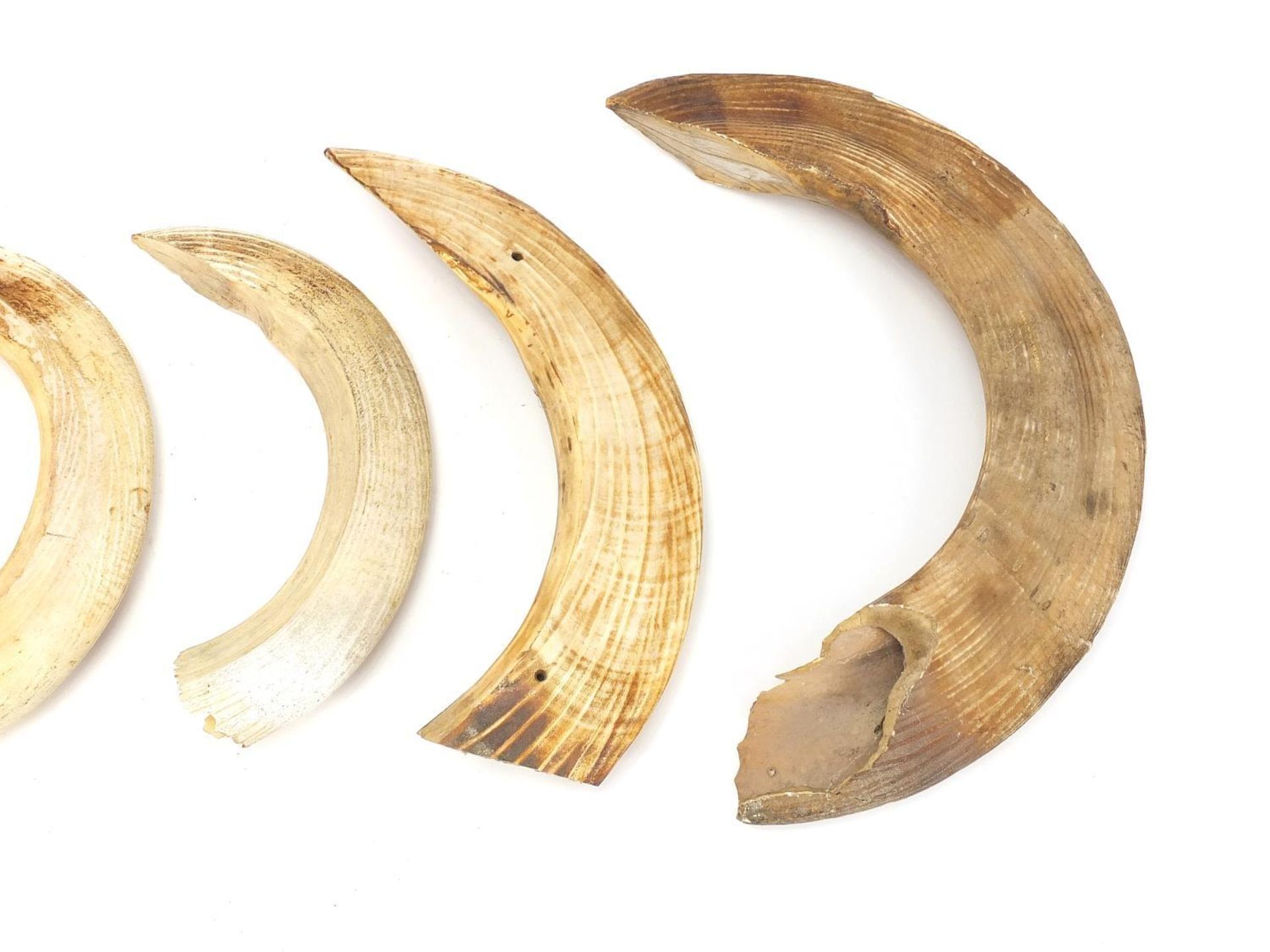 Six hippopotamus ivory teeth, the largest 33.5cm in length : - Image 3 of 6