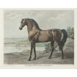 After George Stubbs- Warren Hastings Arabian, hand coloured engraving, framed and glazed, 28.5cm x
