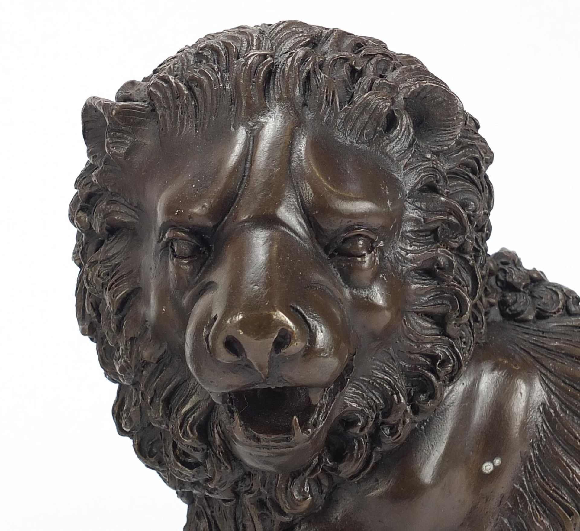 Large pair of Grand Tour style patinated bronze lions, 30cm in length :For Further Condition Reports - Image 3 of 4