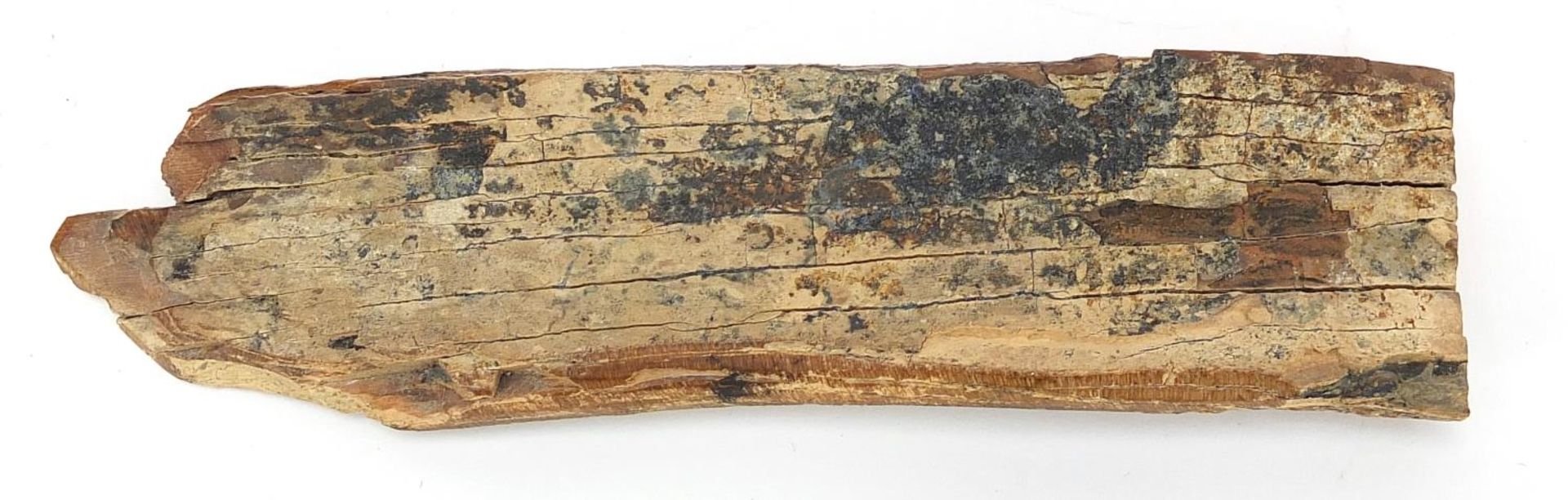 Scrimshaw mammoth tooth ivory section carved with a ship and whale, 14.5cm wide :For Further - Image 2 of 3