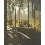 Christopher Penny - Ferny wood, pencil signed artist's proof etching in colour, framed and glazed,