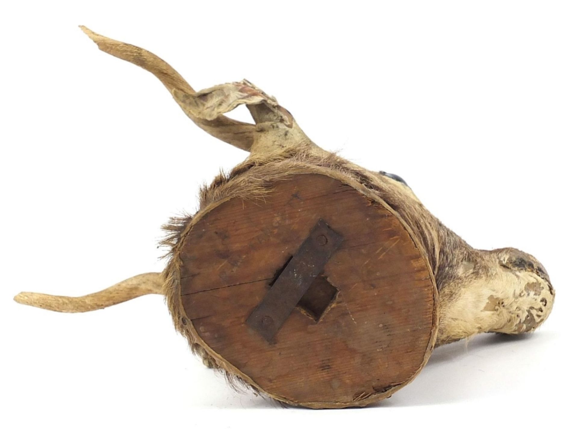 Taxidermy gazelle head with horns, 40cm high : For Further Condition Reports Please Visit Our - Image 4 of 7