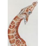 Will Smith - Portrait of a giraffe, watercolour, monogrammed, mounted, framed and glazed, 46.5cm x