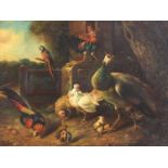 Exotic birds before a landscape, Old Master style oil on board, mounted and framed, 38cm x 28cm