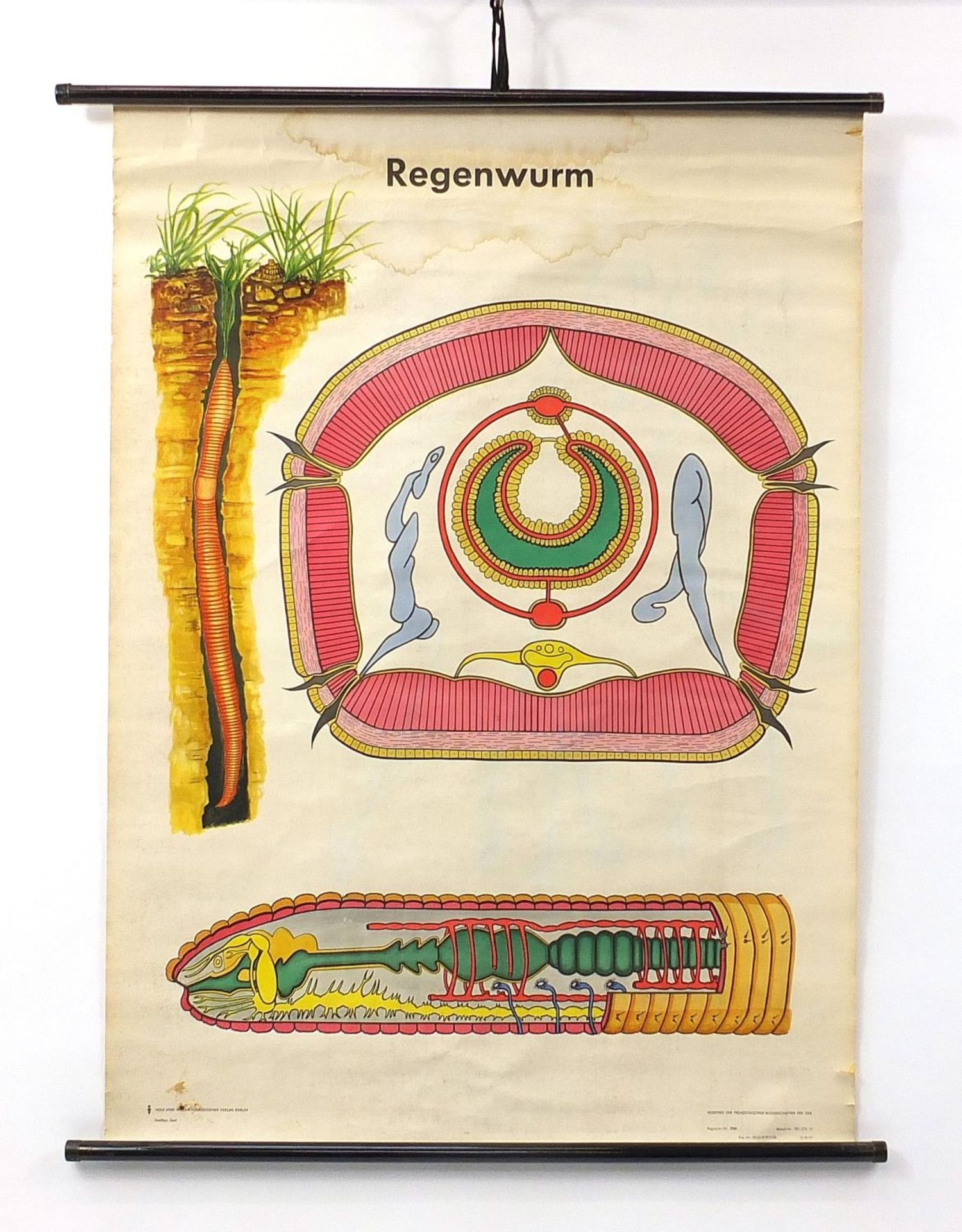 German canvas backed educational wall hanging diagram titled Regenwurm, 112cm x 81cm : For Further - Image 2 of 6