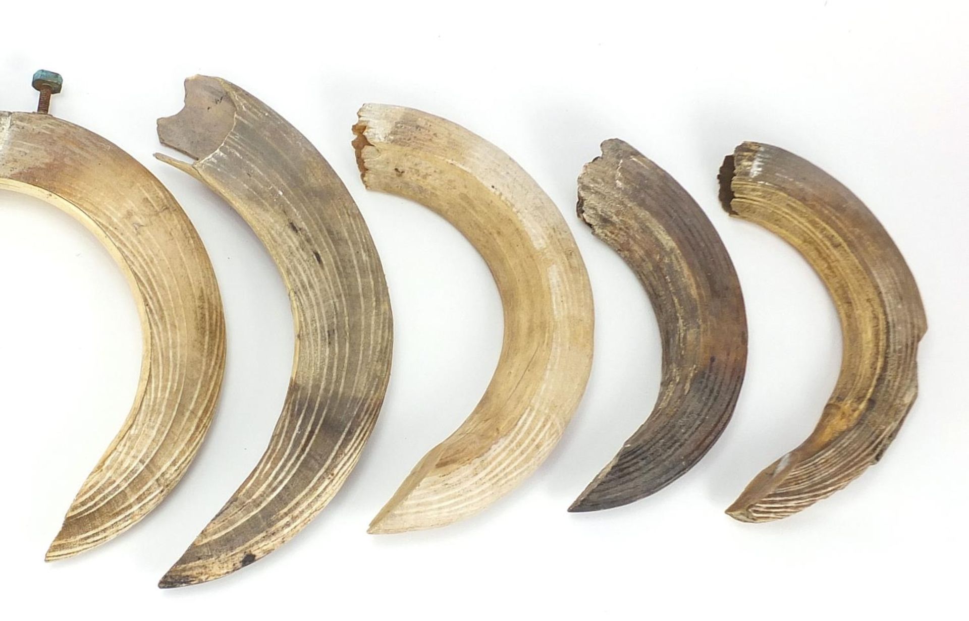 Twelve hippopotamus ivory teeth, the largest 29cm in length : For Further Condition Reports Please - Image 3 of 4
