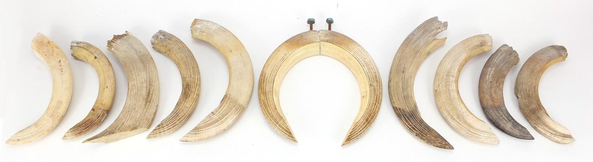 Twelve hippopotamus ivory teeth, the largest 29cm in length : For Further Condition Reports Please - Image 4 of 4