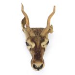 Taxidermy gazelle head with horns, 40cm high : For Further Condition Reports Please Visit Our
