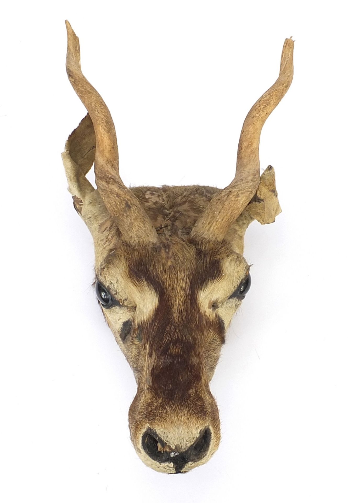 Taxidermy gazelle head with horns, 40cm high : For Further Condition Reports Please Visit Our