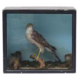 Taxidermy kestrel housed in a naturalistic ebonised and glazed display case, 40cm H x 46cm W x